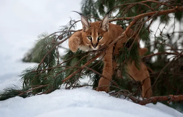 Picture snow, branches, cub, kitty, lynx, wild cat, Caracal