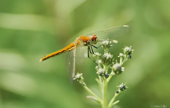 Picture macro, nature, dragonfly