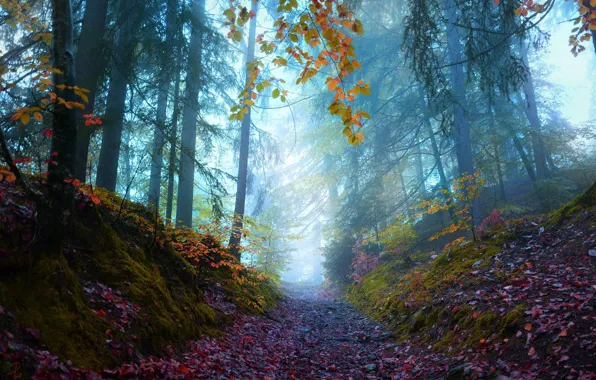 Picture autumn, forest, leaves, trees, nature, fog, path