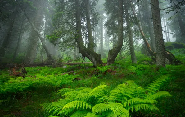 Picture forest, trees, fog, forest, fern, trees, fog, fern, Alexandrov Alexander