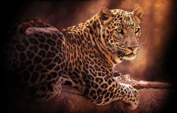 Picture look, pose, the dark background, back, paws, leopard, lies, log