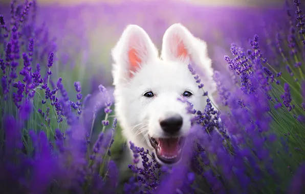 Picture field, language, white, look, face, flowers, pose, portrait, dog, puppy, white, sitting, lavender, lilac background, …