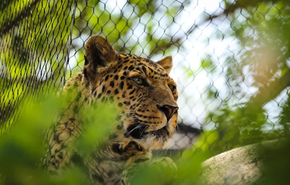 Picture look, face, mesh, the fence, leopard, zoo