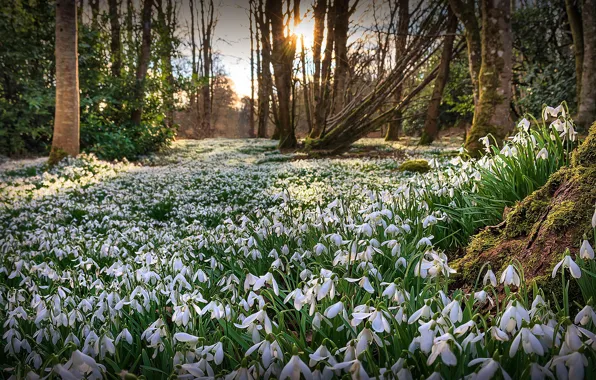 Picture forest, light, flowers, nature, glade, spring, snowdrops