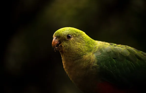 Picture green, the dark background, bird, parrot