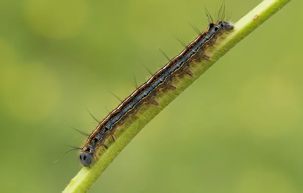 Picture macro, caterpillar, a blade of grass