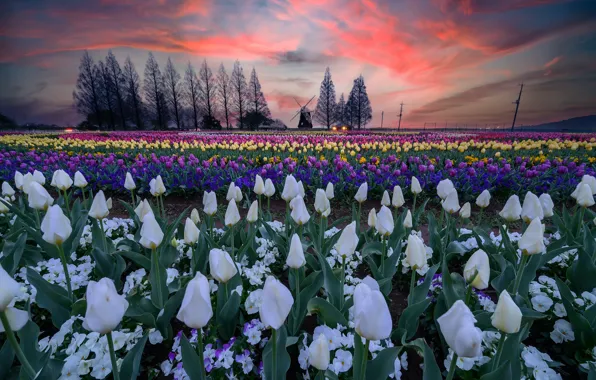 Picture field, the sky, clouds, trees, sunset, flowers, spring, mill, purple, tulips, white, a lot, different, …