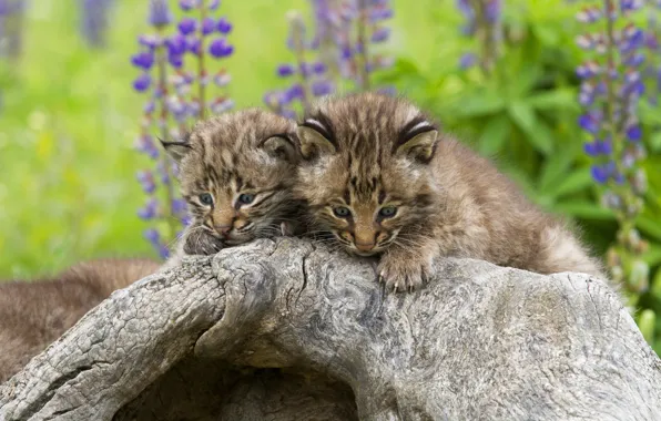 Picture flowers, kittens, snag, log, kids, a couple, lynx, the lynx, two small lynx