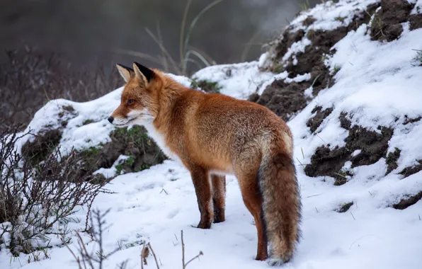 Picture winter, snow, nature, Fox, red, Fox, bokeh