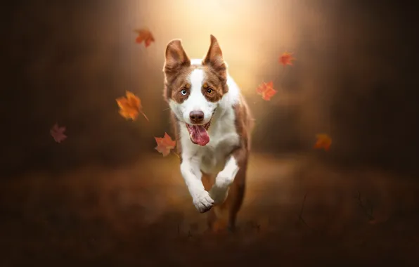 Picture autumn, language, face, leaves, dog, running, walk, bokeh