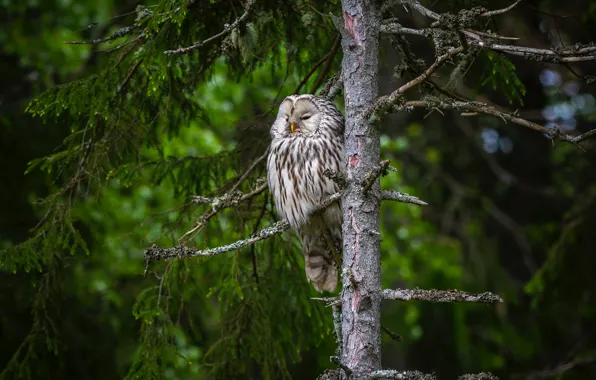 Picture forest, owl, bird, owl
