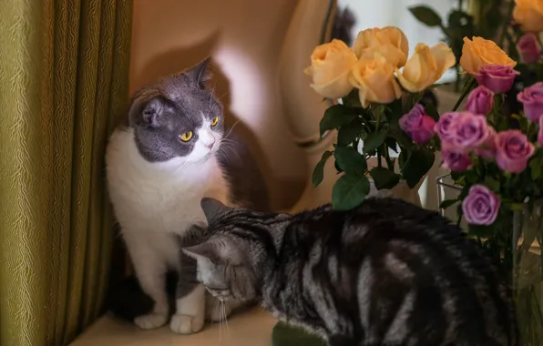 Picture cat, cat, look, light, flowers, roses, bouquet, yellow, pair, pink, grey, curtains, British, poses, Scottish, …