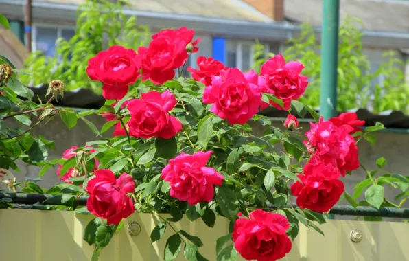Picture background, Bush, roses, Sunny, Meduzanol ©, summer 2018