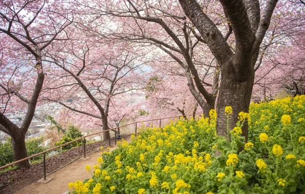 Picture trees, flowers, Park, spring, Sakura, flowering, pink, blossom, park, tree, sakura, cherry, spring