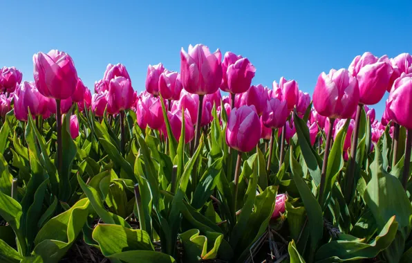 Picture leaves, flowers, spring, tulips, pink, flowerbed, blue sky