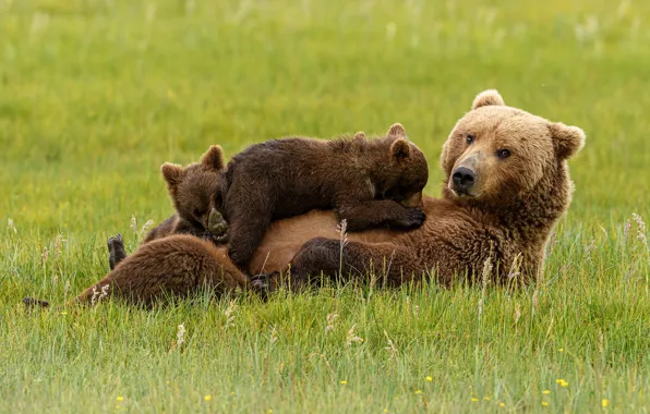 Picture grass, pose, stay, glade, bear, bears, bears, lie, bear, breastfeeding