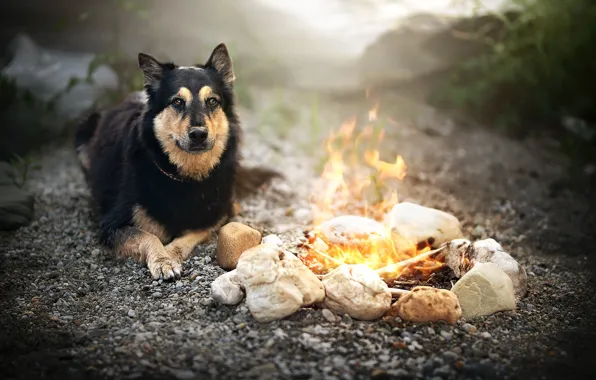 Picture each, dog, the fire
