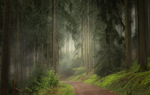 Picture forest, grass, trees, fog, path
