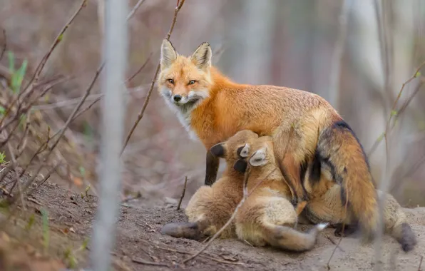 Picture Fox, cubs, breastfeeding