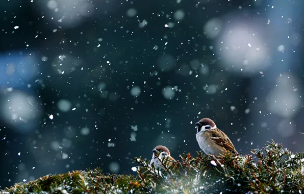 Picture snow, birds, sparrows