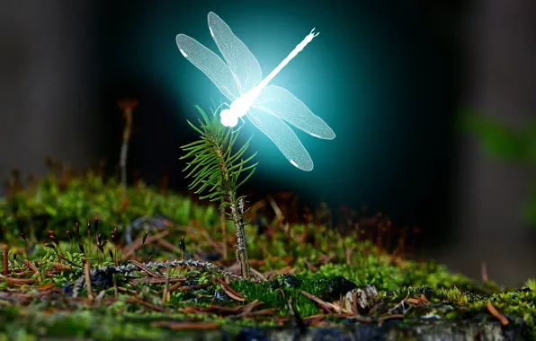 Picture forest, landscape, bright, Dragonfly