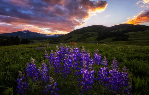Picture summer, flowers, the evening, purple, lupins