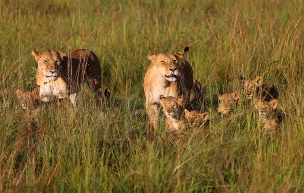 Picture field, grass, kids, lions, the cubs, lioness, mom, family, cubs, lioness, brood