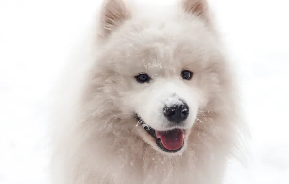 Picture Dog, Snow, White, Funny, Animal