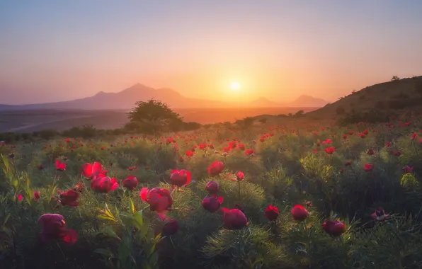Picture landscape, flowers, mountains, nature, dawn, morning, peonies, Pyatigorsk, Eugene Trisko