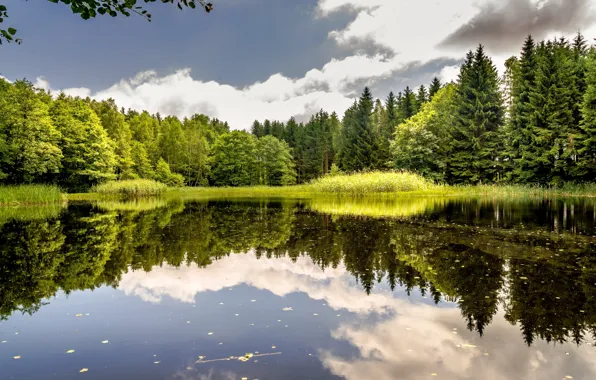 Picture forest, the sky, clouds, lake, reflection, shore, ate, pond, water surface, mirror