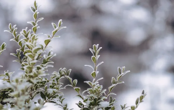 Picture Winter, Bush, Plant, Ice, Frost, Winter, Frost, Ice, Flora, Flora, Plant, by Joanna Malinowska, Joanna …