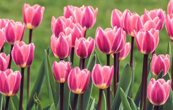 Picture flowers, spring, tulips, pink, buds, flowerbed, a lot