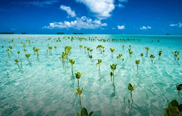 Picture about halfway between Hawaii and Australia, formerly known as the Ellice Islands, plants of Tuvalu …