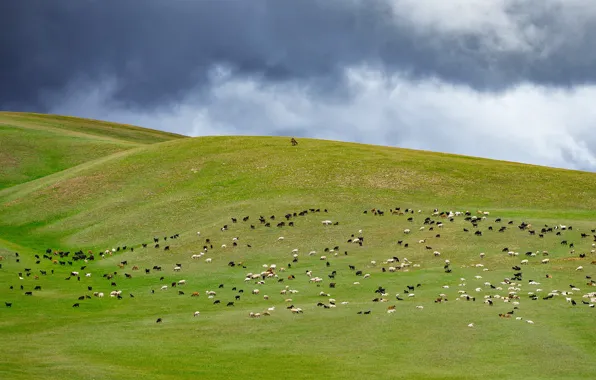 Picture mountains, sheep, pasture, the herd, flock