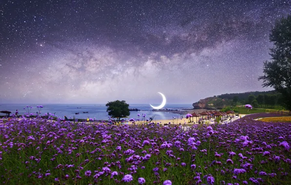 Picture field, beach, water, stars, flowers, night, fiction, the moon, a month