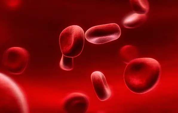 Picture movement, anatomy, movement, anatomy, Red blood cells, red blood cells, red blood cells