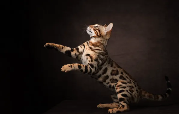 Picture cat, cat, pose, the dark background, paws, stand, Bengal