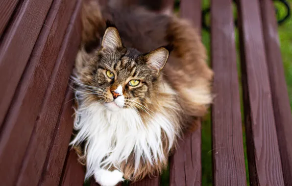 Picture cat, cat, look, bench, shop, face, Maine Coon