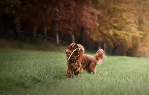 Picture look, nature, dog, red, running, puppy, face, cavalier-king-Charles-Spaniel