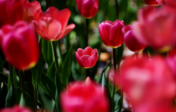 Picture flowers, spring, tulips, red, buds, flowerbed, bokeh
