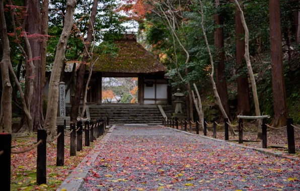 Picture Autumn, Trees, Japan, Leaves, Gate, Temple, Track, Kyoto, Honan-in