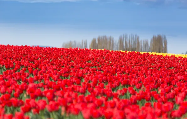 Picture field, the sky, tulips, red, plantation