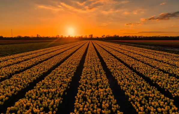 Picture field, the sky, the sun, clouds, rays, light, sunset, flowers, spring, the evening, yellow, tulips, …