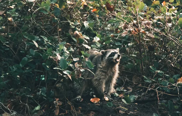 Picture nature, raccoon, the bushes