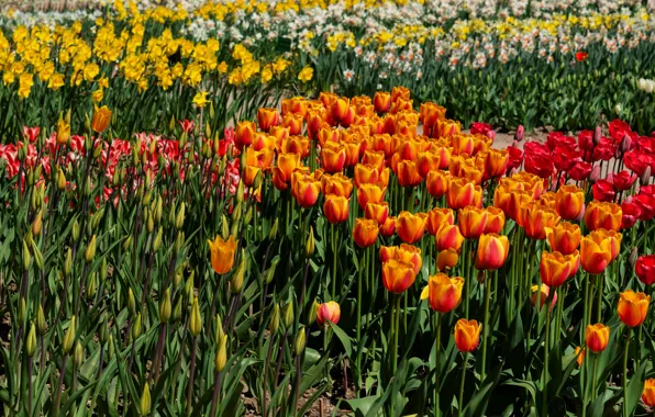 Picture field, flowers, spring, tulips, orange, a lot, different, daffodils, plantation