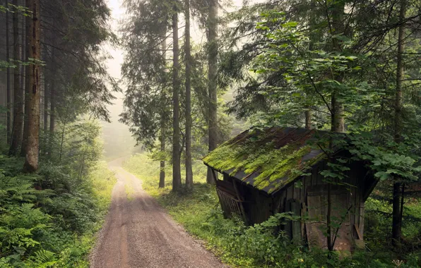 Picture road, forest, fog, house