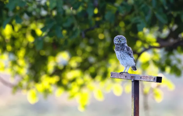 Picture look, nature, tree, owl, bird, foliage, post, bokeh, owl, thing