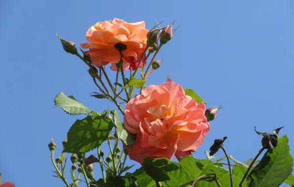 Picture Flowers, The sky, Bush, Buds, Roses, Orange, Meduzanol ©, Summer 2018