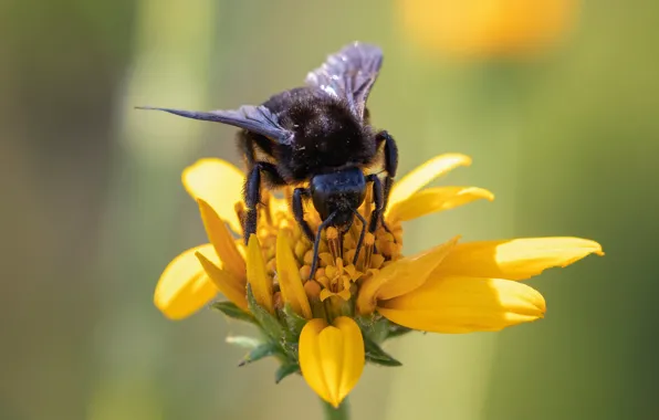 Picture flower, macro, yellow, bee, background, bumblebee