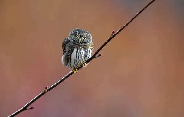 Picture nature, bird, Northern Pygmy Owl
